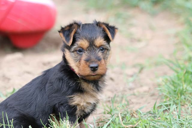 Australian Terrier Puppies media 2
