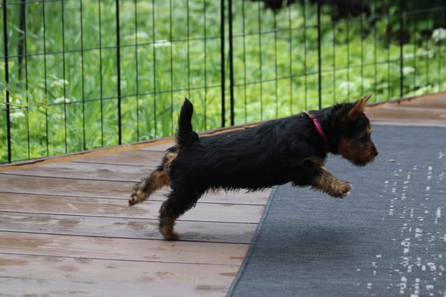 Australian Terrier Puppies media 4