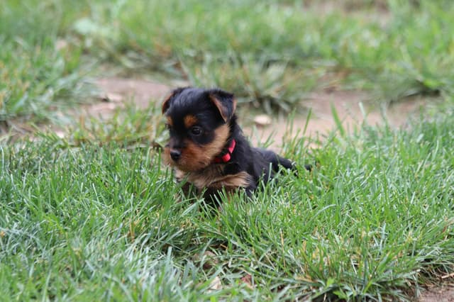 Australian Terrier Puppies media 3