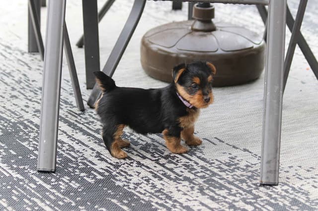 Australian Terrier Puppies media 4