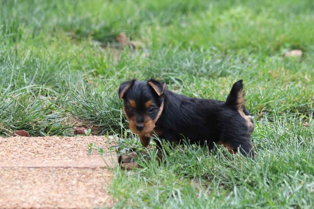 Australian Terrier Puppies media 5
