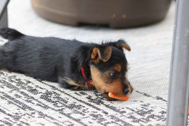 Australian Terrier Puppies media 2