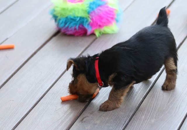 Australian Terrier Puppies media 3