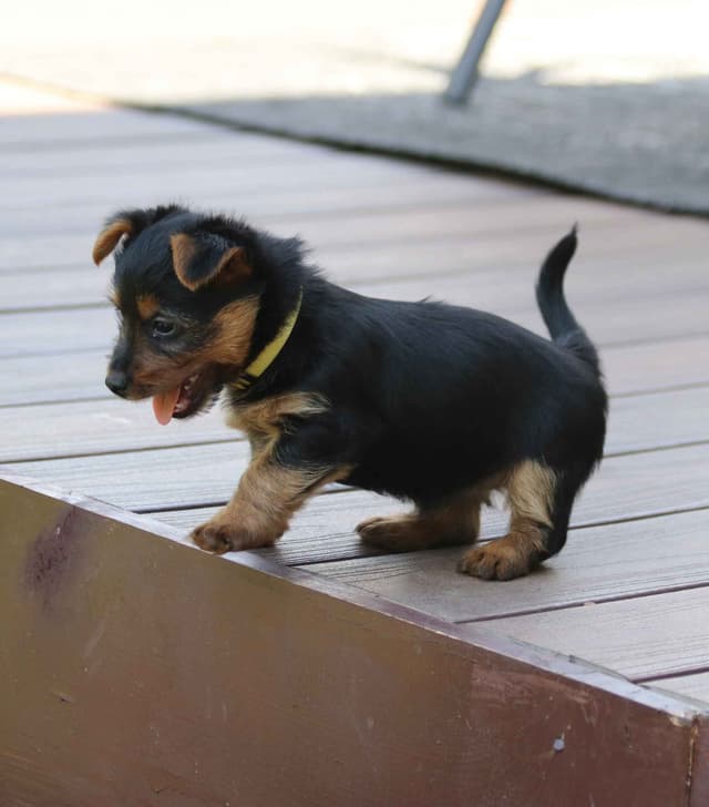 Australian Terrier Puppies media 4