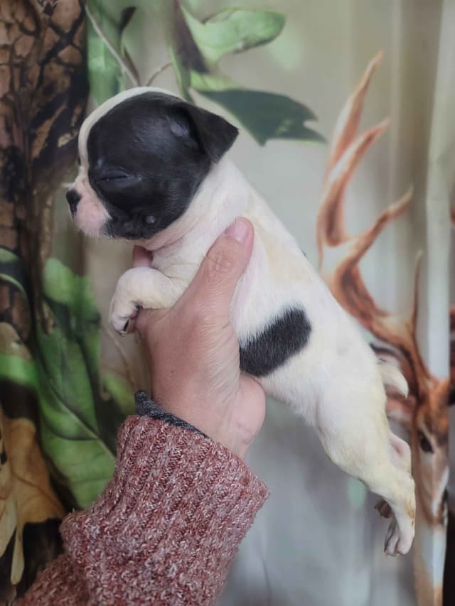 Boston Terrier Puppies media 2