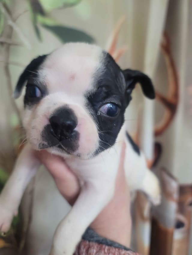 Boston Terrier Puppies media 3