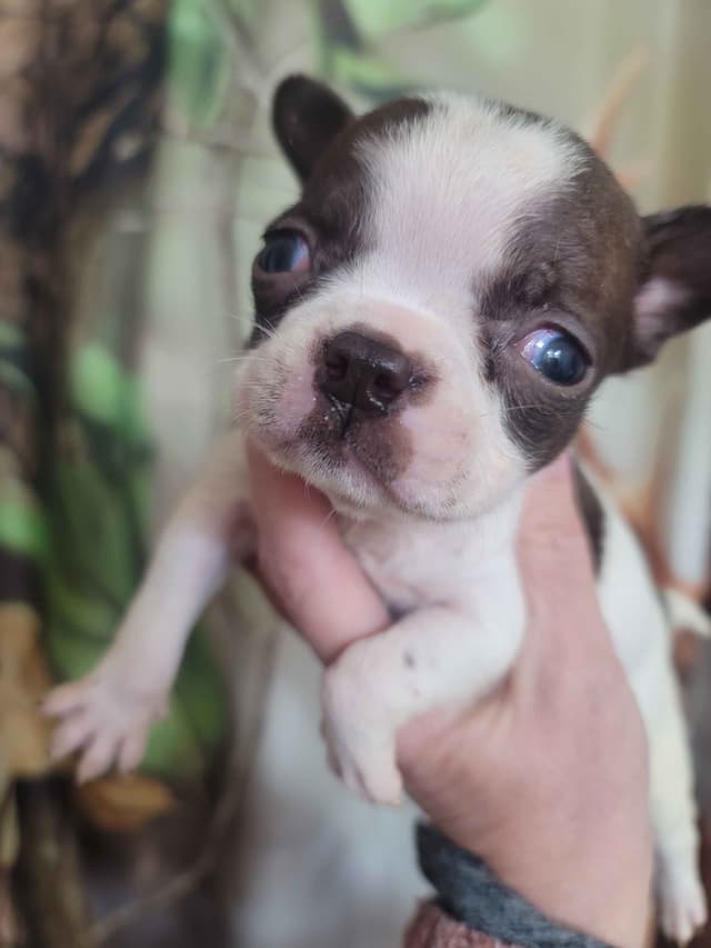 Boston Terrier Puppies media 5