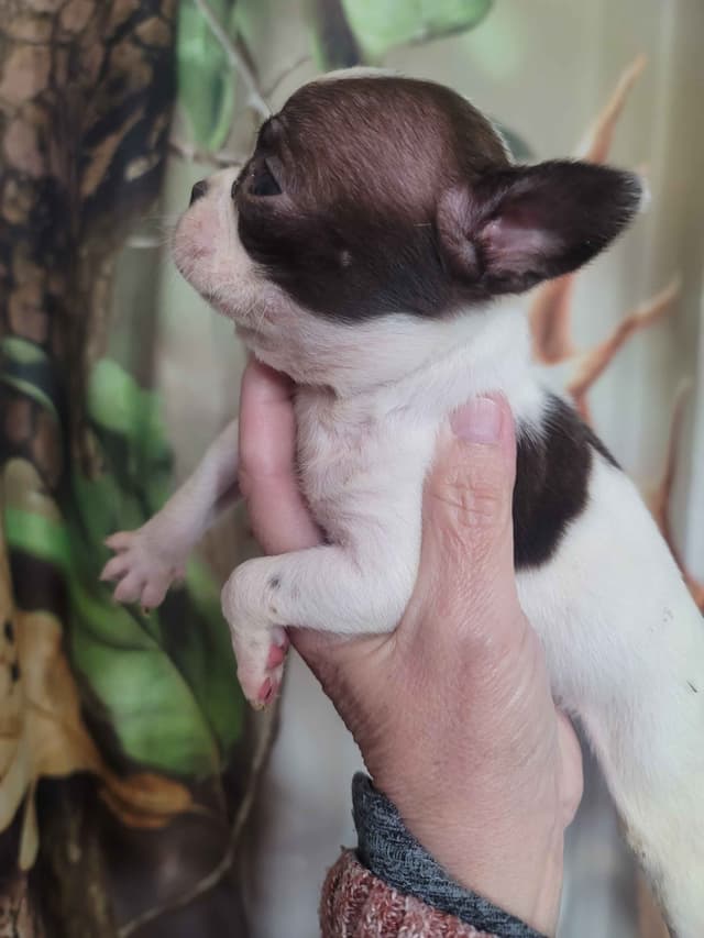 Boston Terrier Puppies media 7
