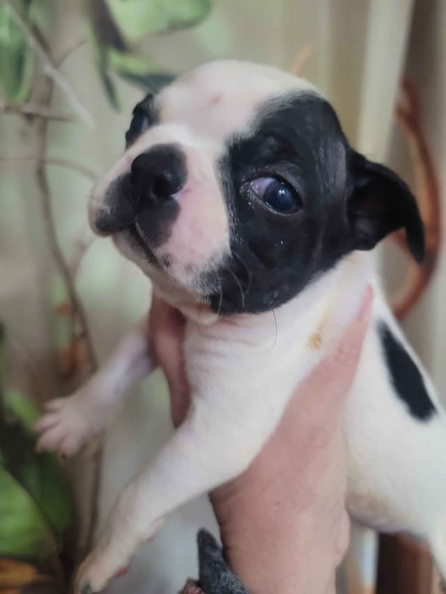 Boston Terrier Puppies media 8