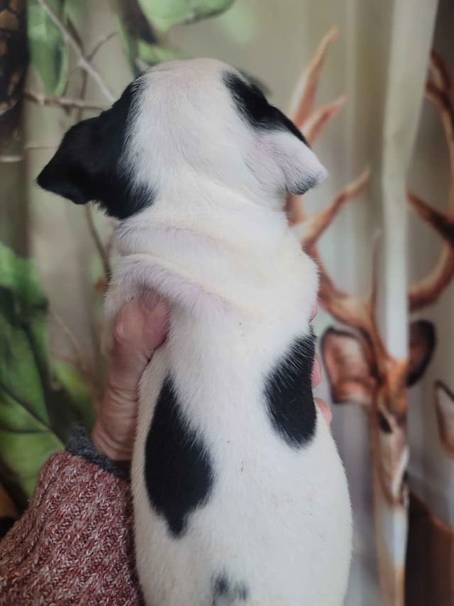 Boston Terrier Puppies media 9