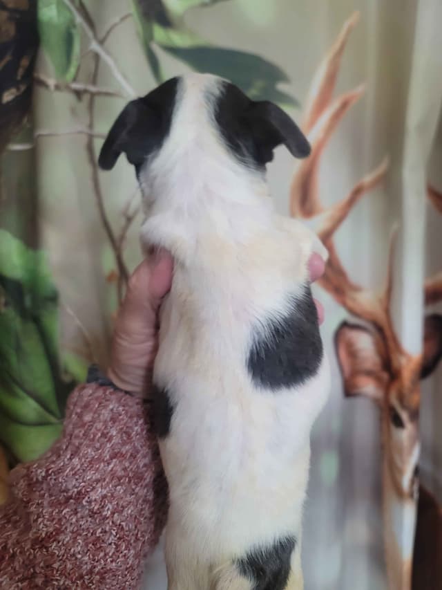 Boston Terrier Puppies media 10
