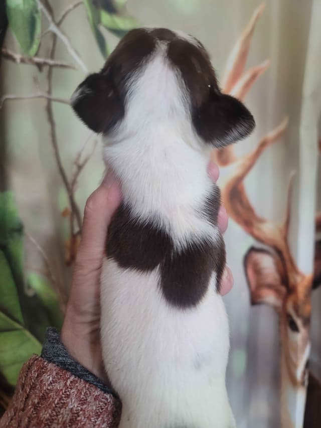 Boston Terrier Puppies media 12