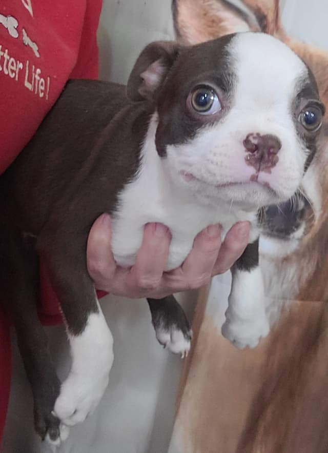 Boston Terrier Puppies media 13