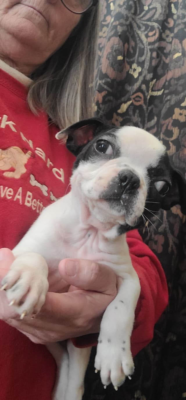 Boston Terrier Puppies media 14
