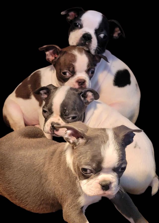 Boston Terrier Puppies media 15