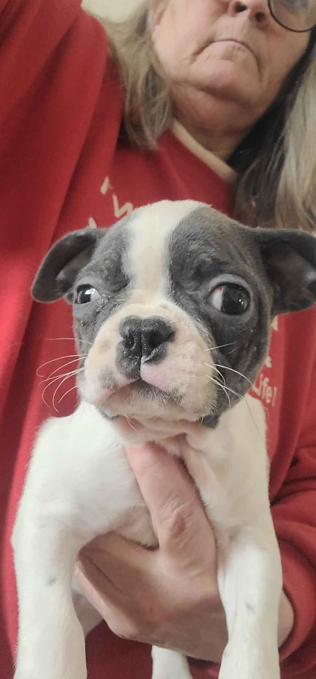 Boston Terrier Puppies media 16