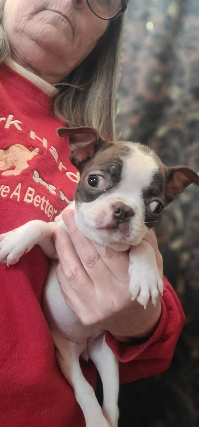 Boston Terrier Puppies media 17