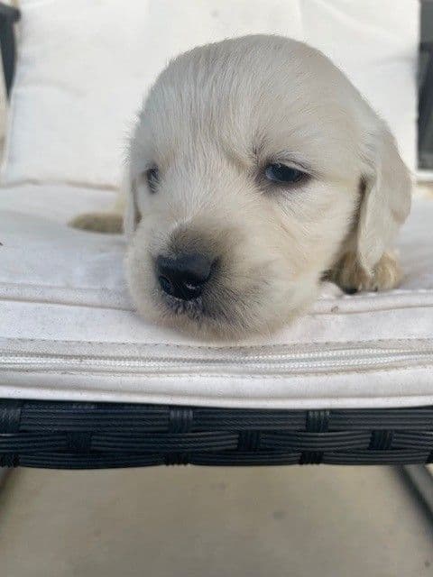 Golden Retriever Puppies (English Cream) media 7