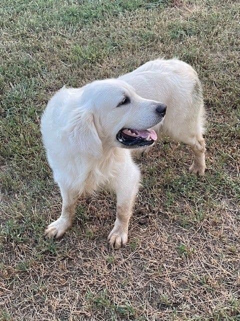 Golden Retriever Puppies (English Cream) media 10