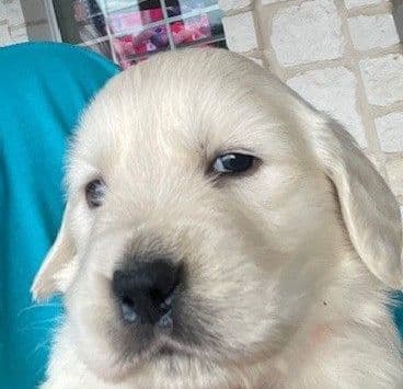 Golden Retriever Puppies (English Cream) media 3