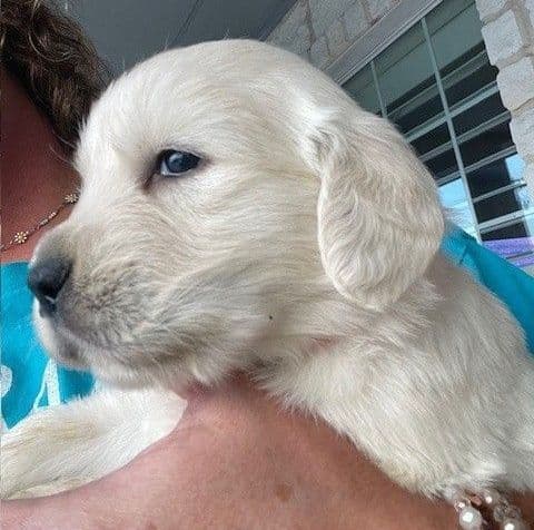 Golden Retriever Puppies (English Cream) media 5