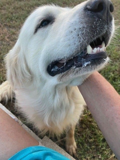 Golden Retriever Puppies (English Cream) media 11