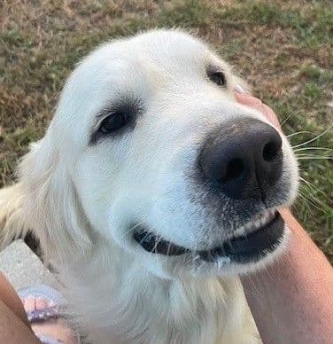 Golden Retriever Puppies (English Cream) media 8