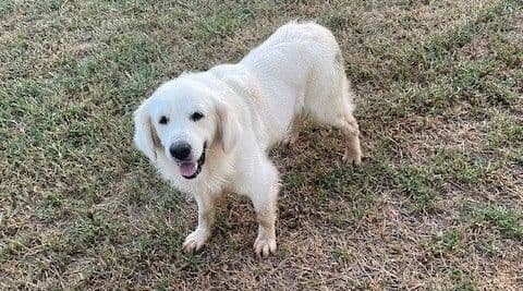 Golden Retriever Puppies (English Cream) media 9