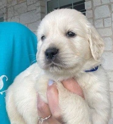 Golden Retriever Puppies (English Cream) media 2