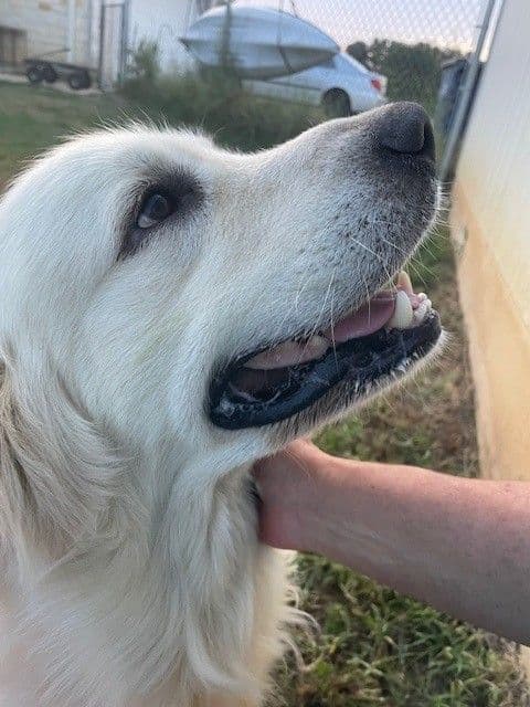 Golden Retriever Puppies (English Cream) media 12