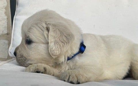 Golden Retriever Puppies (English Cream) media 4