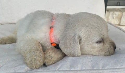 Golden Retriever Puppies (English Cream) media 6