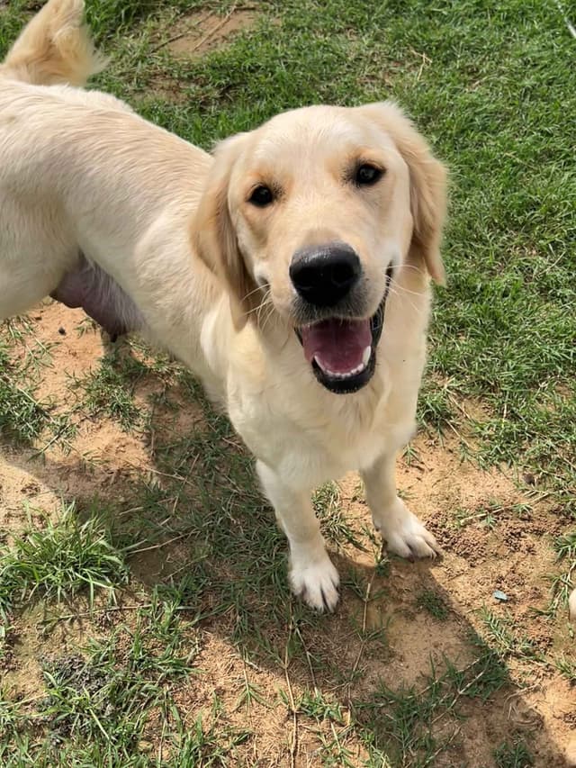Golden Retriever Puppies (English Cream) media 13