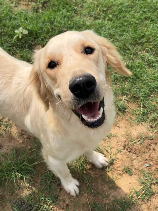 Golden Retriever Puppies (English Cream) media 15