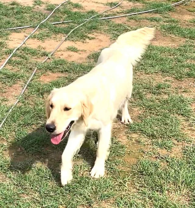 Golden Retriever Puppies (English Cream) media 14
