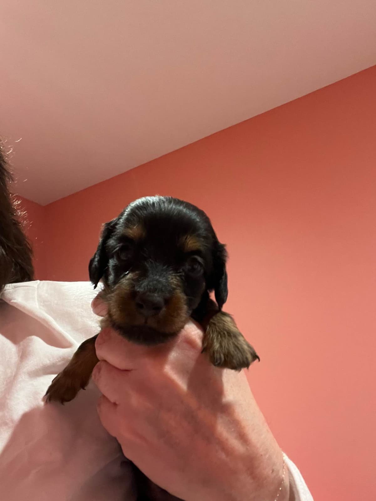 Dachshund Puppies breeder image 1