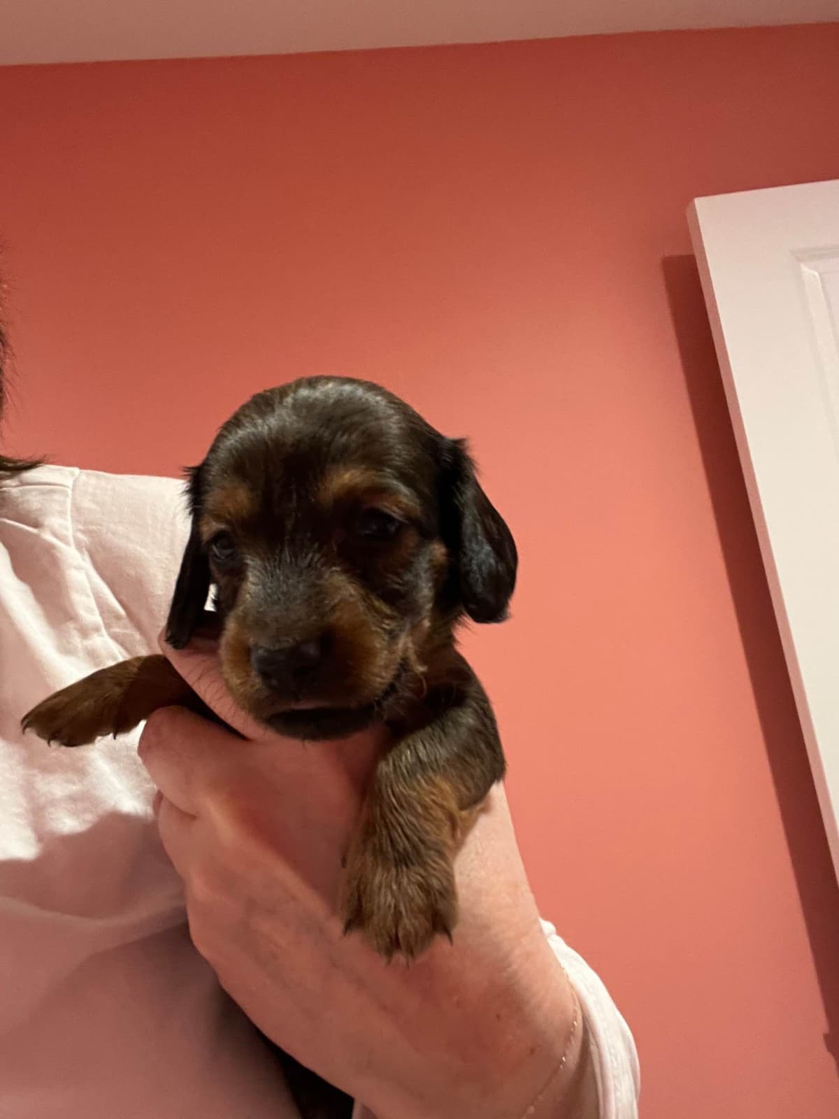 Dachshund Puppies breeder image 2