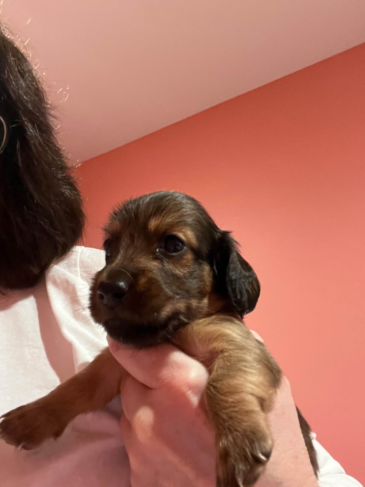 Dachshund Puppies breeder image 4