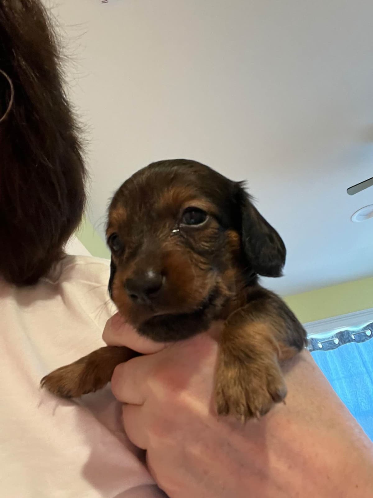 Dachshund Puppies breeder image 3