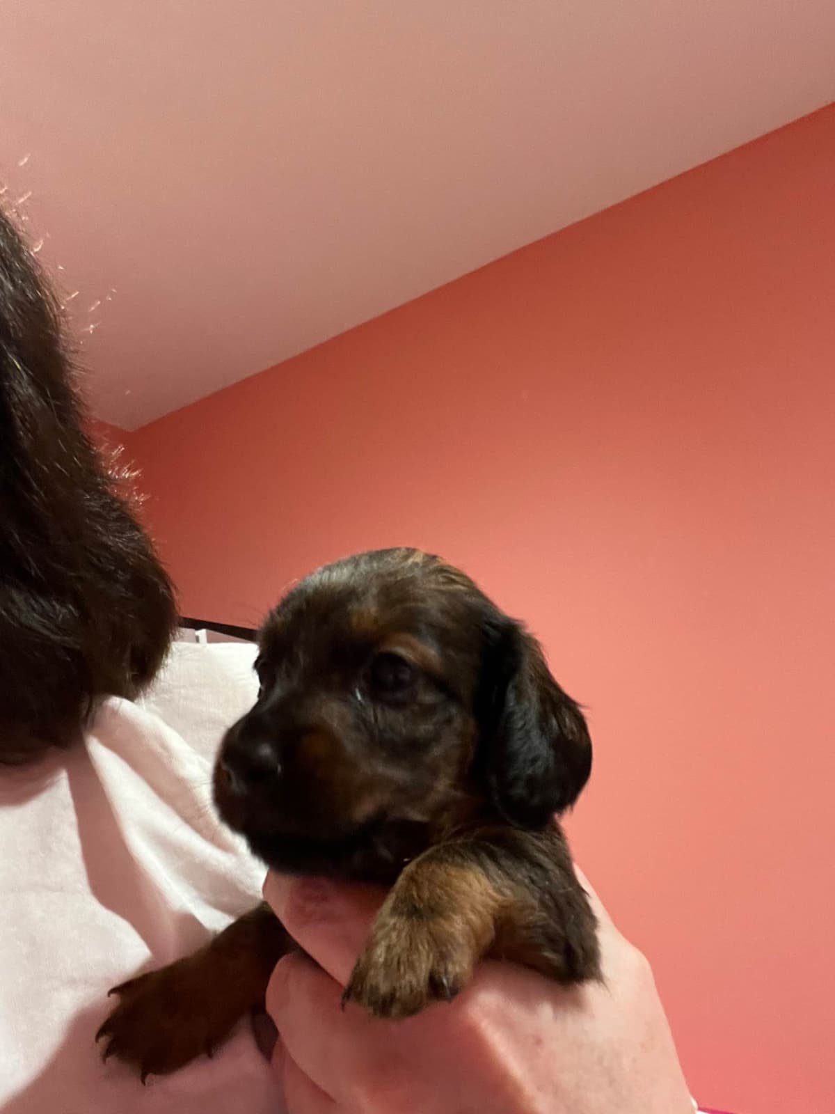 Dachshund Puppies breeder image 5