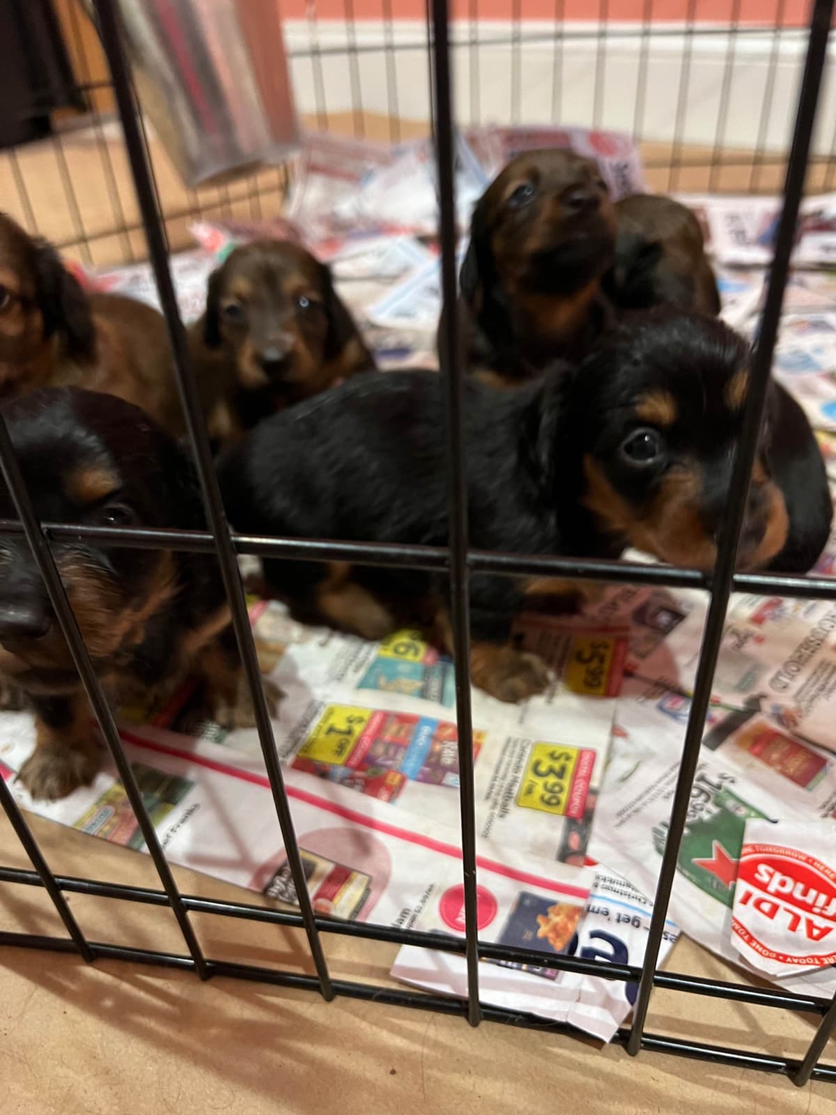 Dachshund Puppies breeder image 6