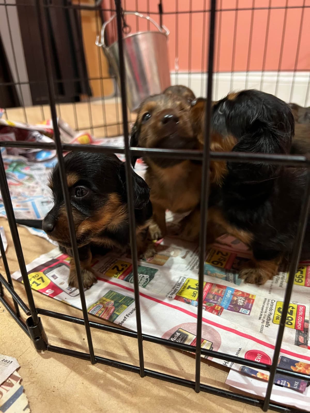 Dachshund Puppies breeder image 7