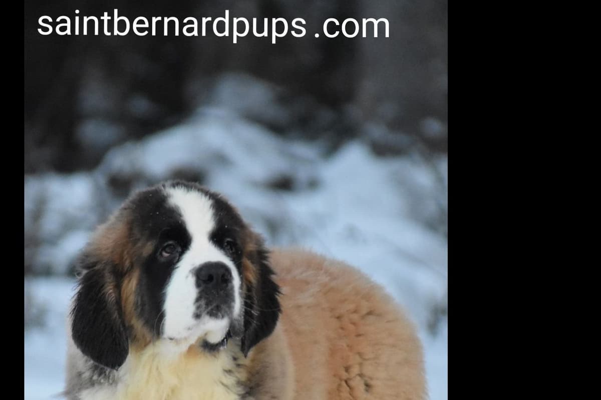 German Shepherd Dog Puppies breeder image 4