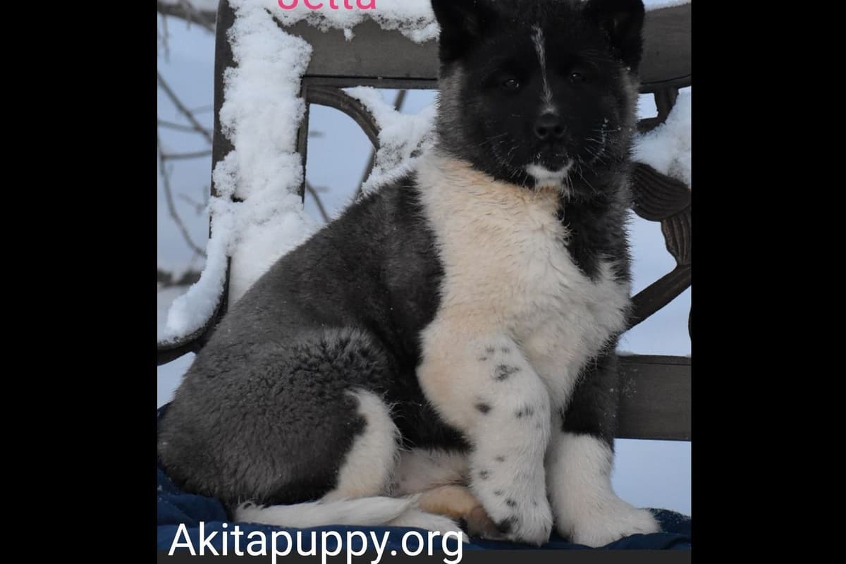 German Shepherd Dog Puppies breeder image 5