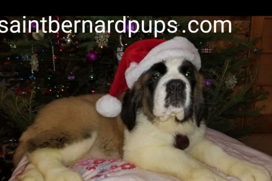 German Shepherd Dog Puppies breeder image 7