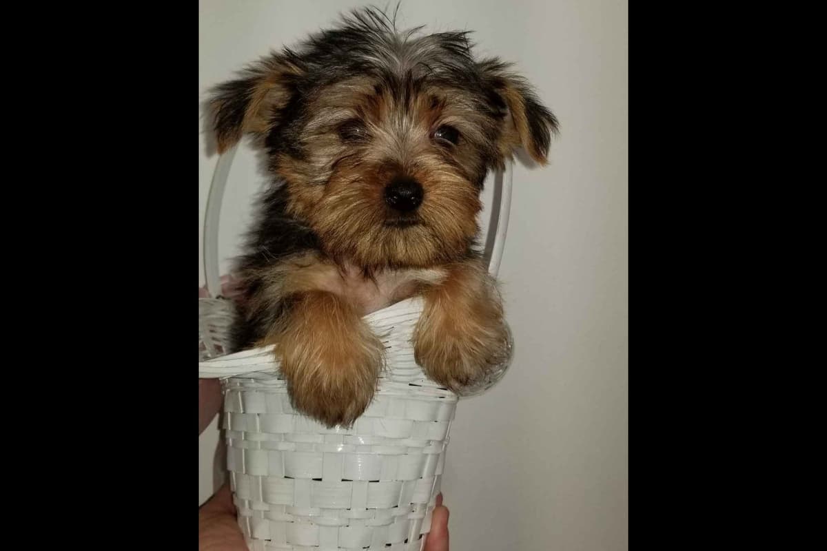 German Shepherd Dog Puppies breeder image 8
