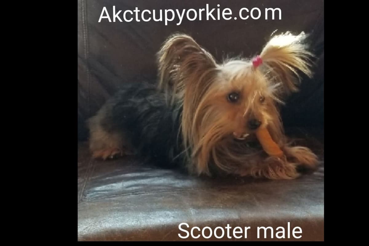 German Shepherd Dog Puppies breeder image 9