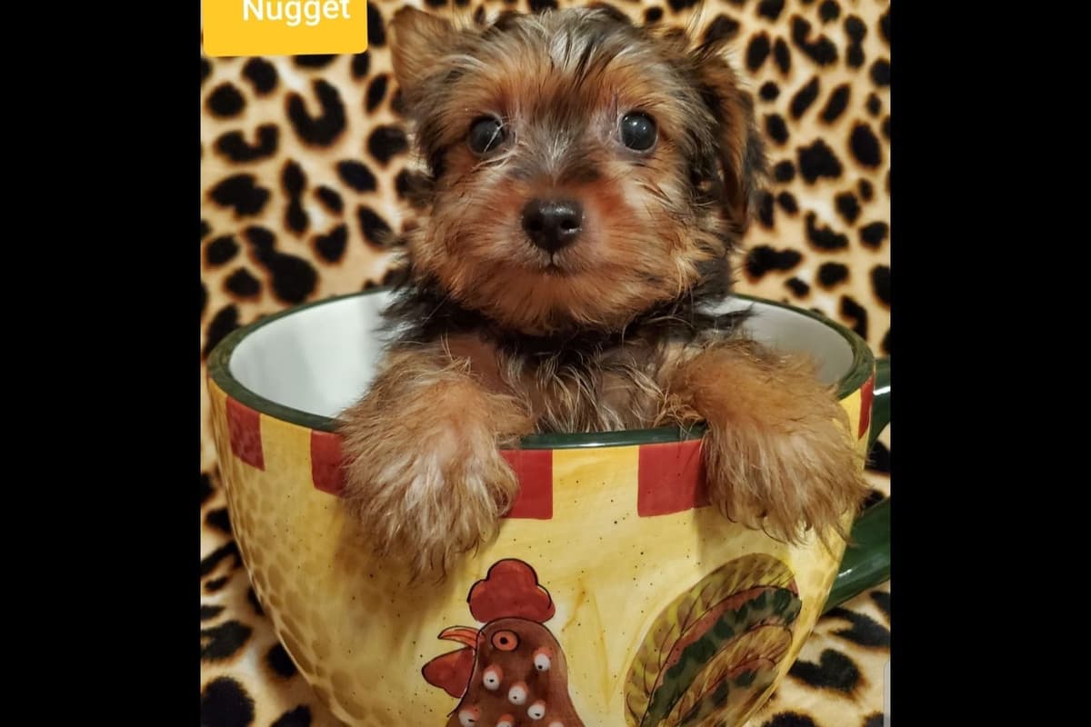 German Shepherd Dog Puppies breeder image 10