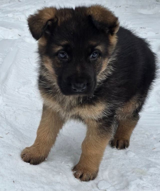 German Shepherd Dog Puppies media 2