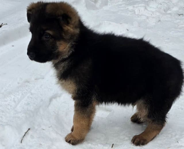 German Shepherd Dog Puppies media 3